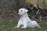 DOGUE ARGENTIN 524